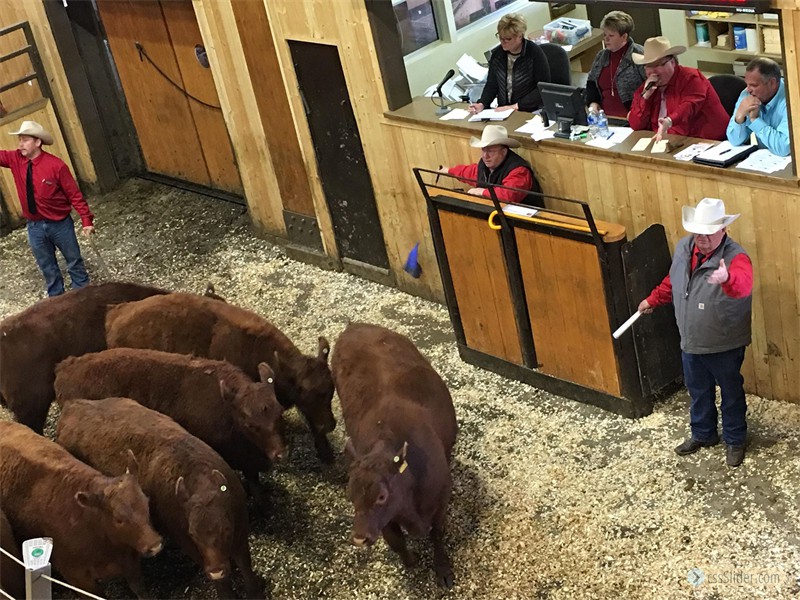2018 Sale of Commercial Heifers