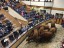 2018 Sale of Commercial Cows